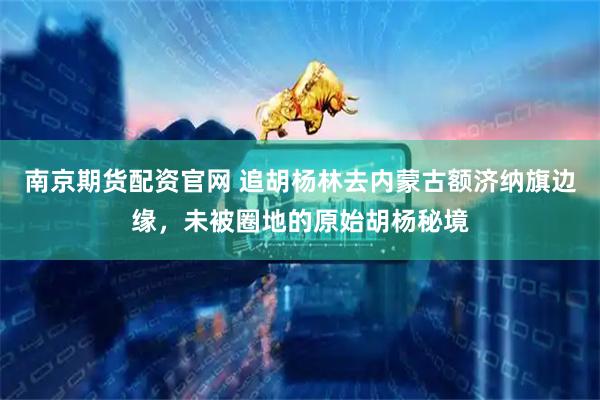 南京期货配资官网 追胡杨林去内蒙古额济纳旗边缘，未被圈地的原始胡杨秘境